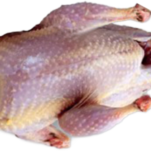 TUSZKA BAŻANT